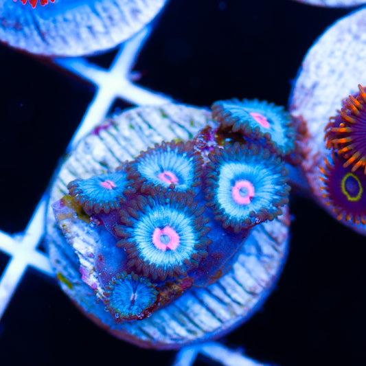 Auction Blue Kiss Zoanthids