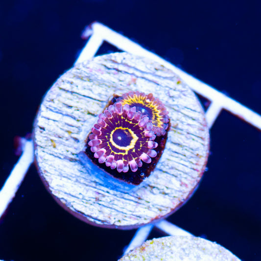 Auction Stratospheres