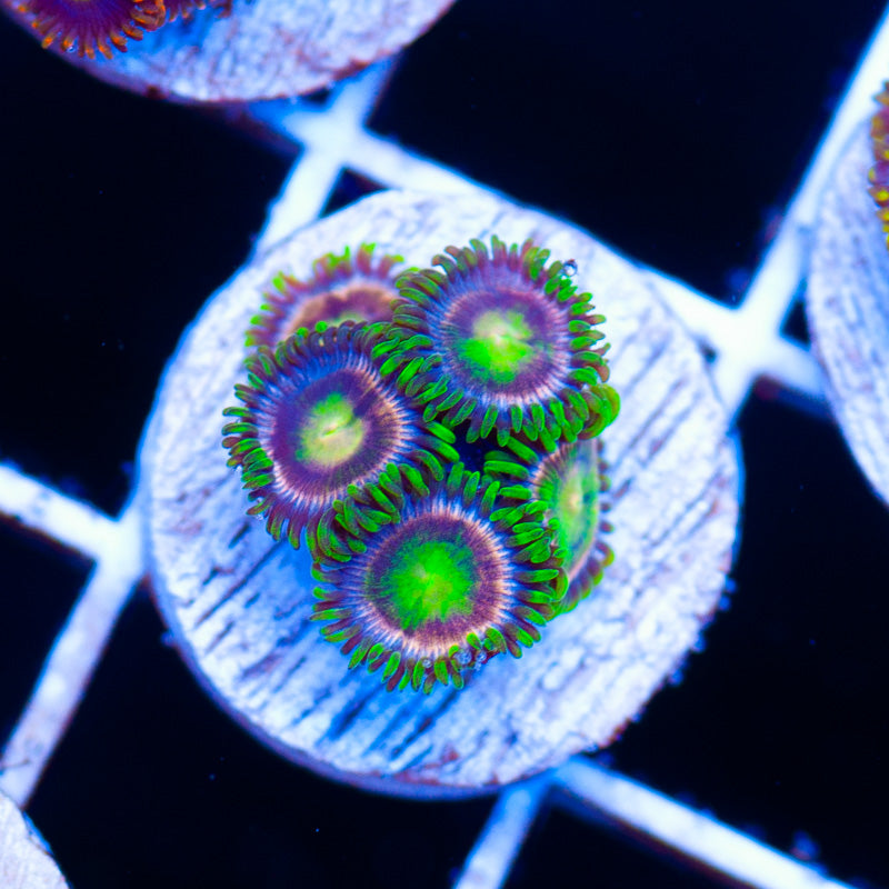 Auction Raspberry Limes