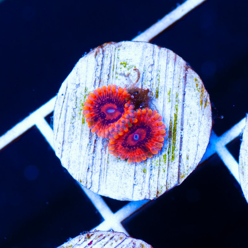 Auction Burning Embers