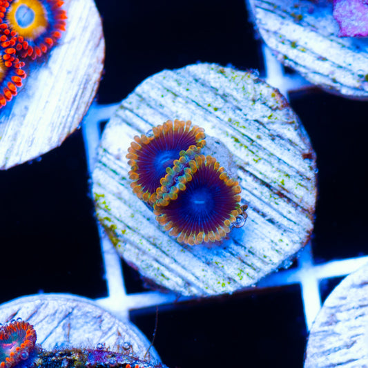 Auction Thermospheres