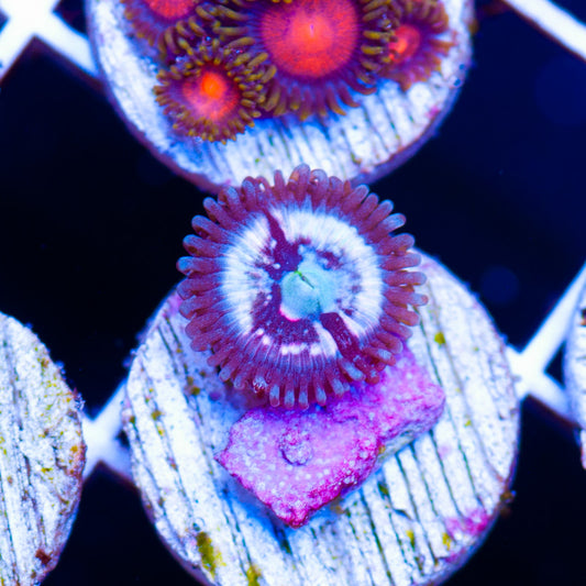 Auction CC Pink Constellation