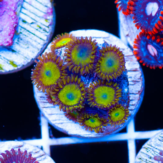 Auction Yellow Submarines