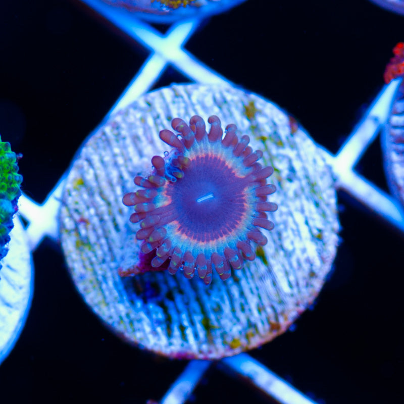 Auction Vamps in Drag