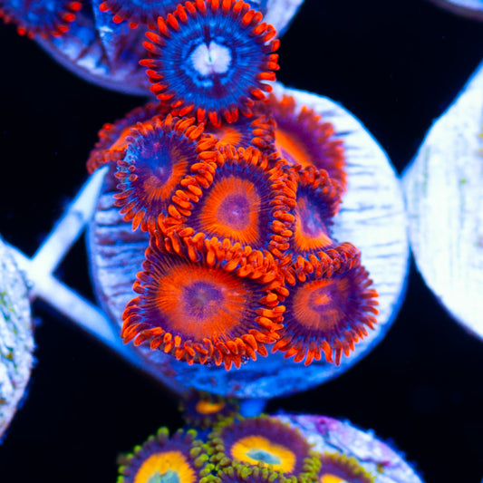 Auction Orange Hornets