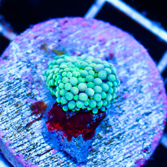 Auction Lil Florida Ricordea Too