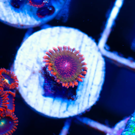 Auction Speckled Krak