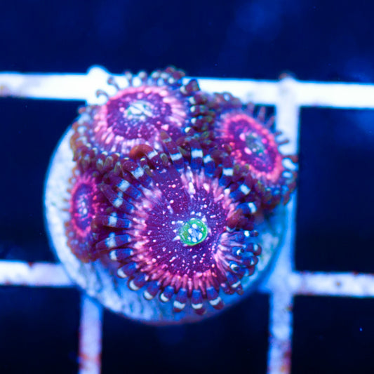 Pink Zipper Zoanthids
