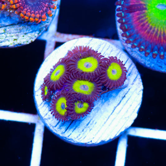 Yellow Belly Zoanthids