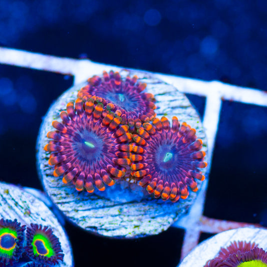 Fairy Fart Zoanthids