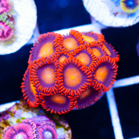 Angry bird Zoanthids