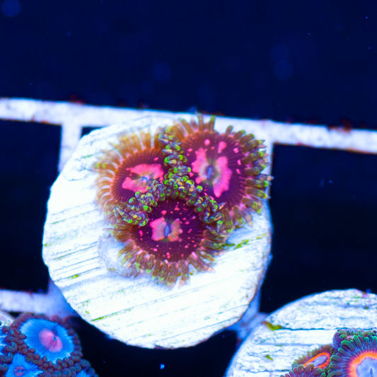 Space Chaos Zoanthids #2