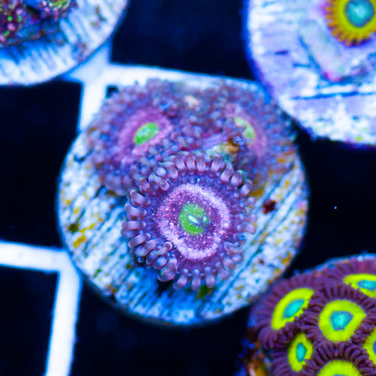 Chong Bong Zoanthids