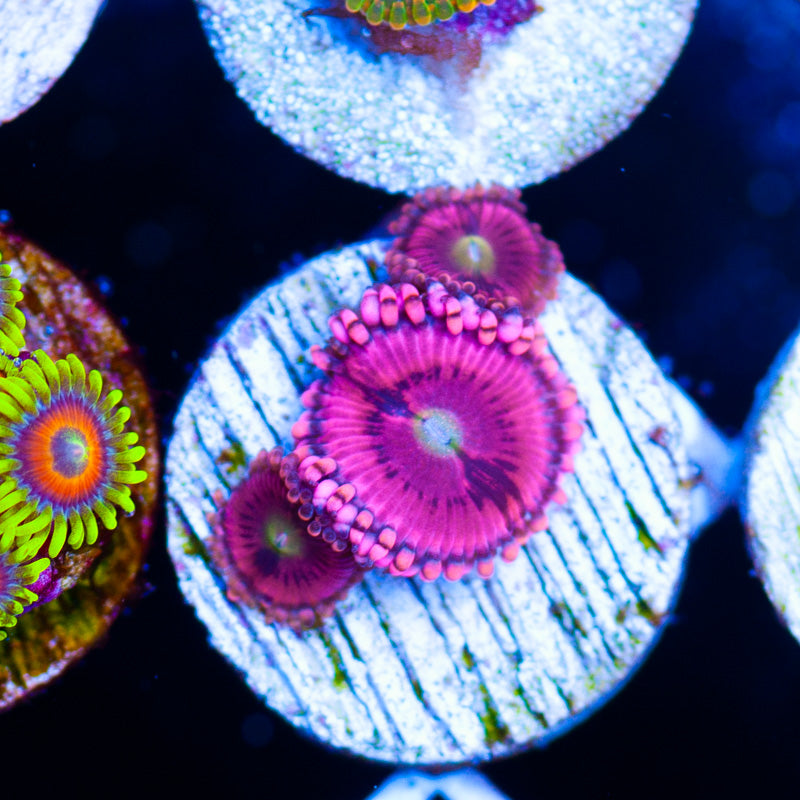 CC Pink Passion Zoanthids