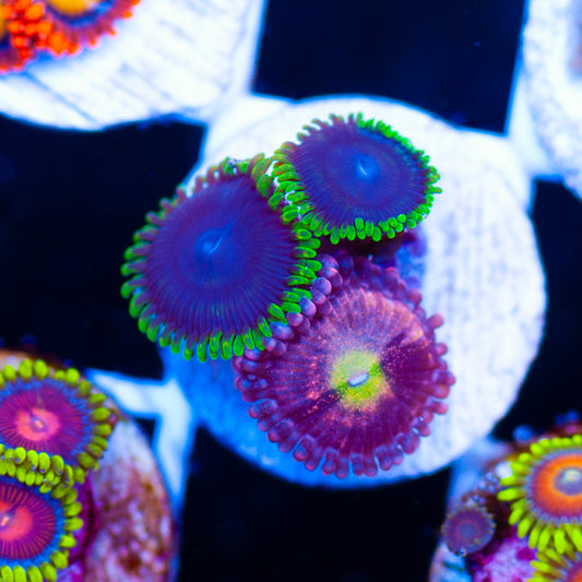 Joker Pixie Dust Combo