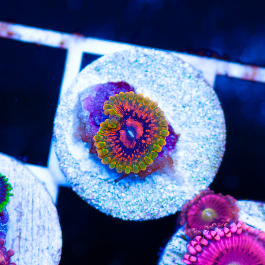 Grand Master Krak Zoanthid