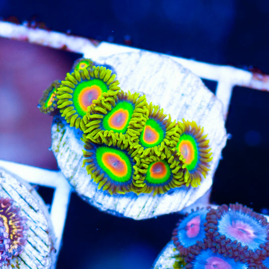 Rasta Zoanthids