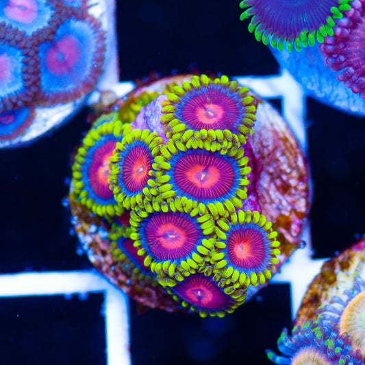 CC Spitfires Zoanthids