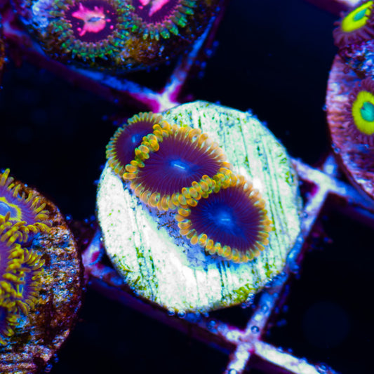 Thermosphere Zoanthids
