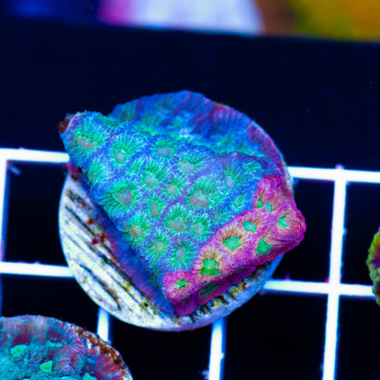 JF Two Face Dayglo Favia