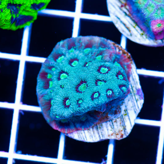 Red Rim War Coral