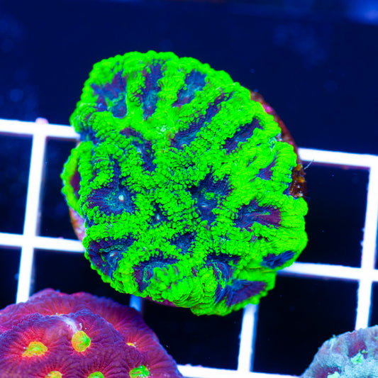 CC Green Goblin Favia