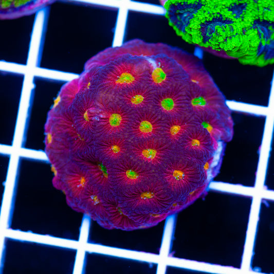 CC Rainbow Tempest Favia