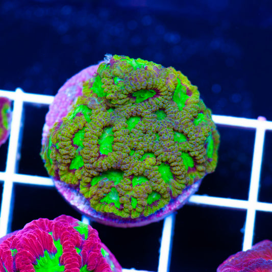 CC Cherry Lemonade Favia