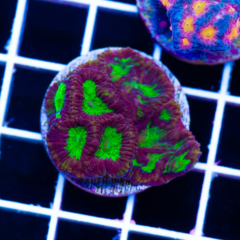Alieneye Favia