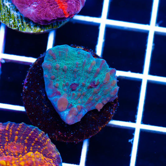 Cosmice Bounce Chalice