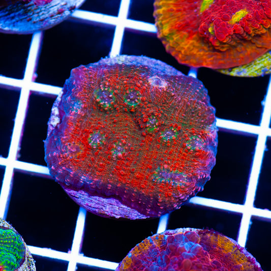 CC Red Dragon Chalice