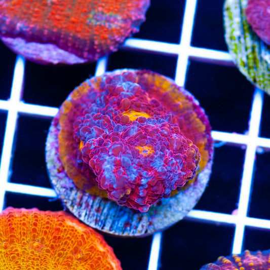 BPC Flamethrower Chalice