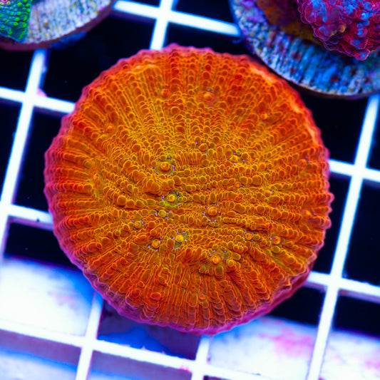 ARC Ludicrous Chalice