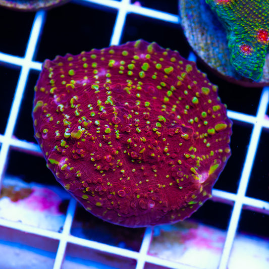 JF Goldmeister Chalice