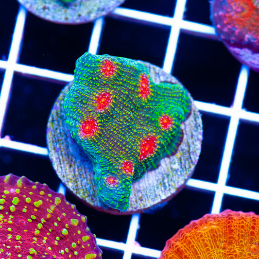 Bubblegum Monster Chalice