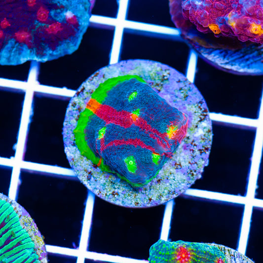 Jellybean Chalice #1