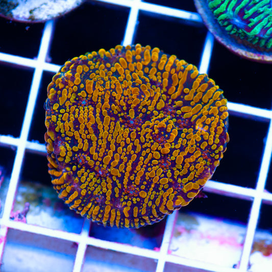 CC Cloudberries Chalice