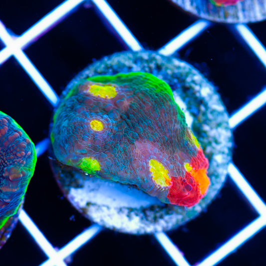 CB Flaming Bugatti Chalice