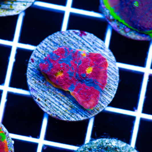 SC Rainbow Dynamite Chalice