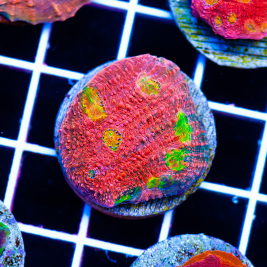 Vivids Pink Bewbies Chalice