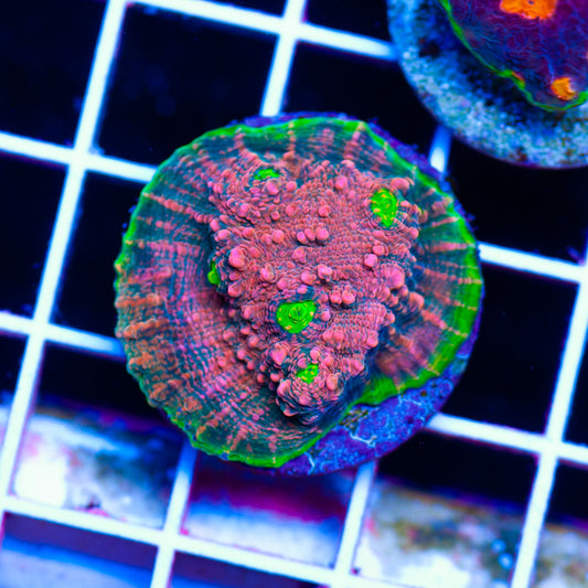 Pink Watermelon Chalice