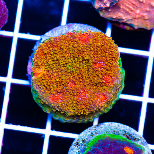 CC Morphin Mummy Eye Chalice