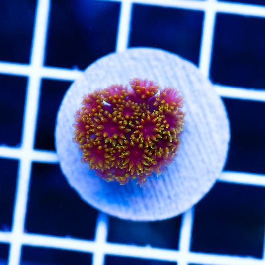 Gonzos XXX Bernardapora Goniopora