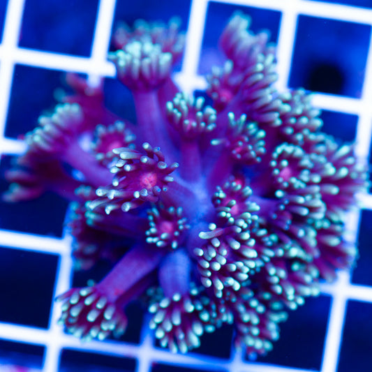 WWC Bloodshot Goniopora