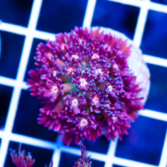 Flower Power Goniopora