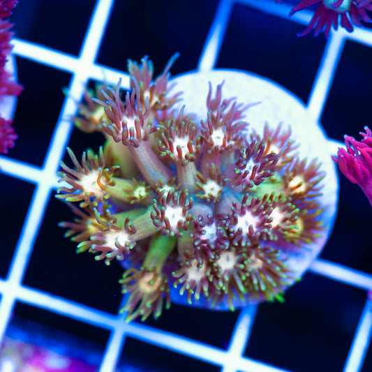 Pink Lemonade Goniopora