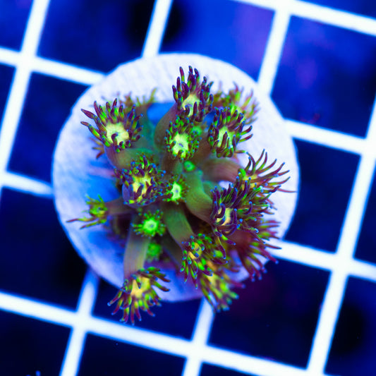 TCK Grand Master Goniopora