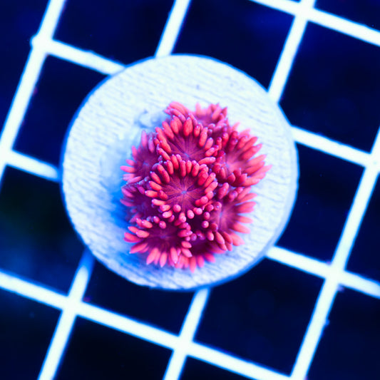 JA Candy Floss Goniopora