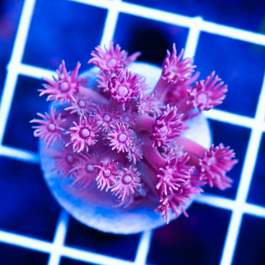 Pink Panther Goniopora