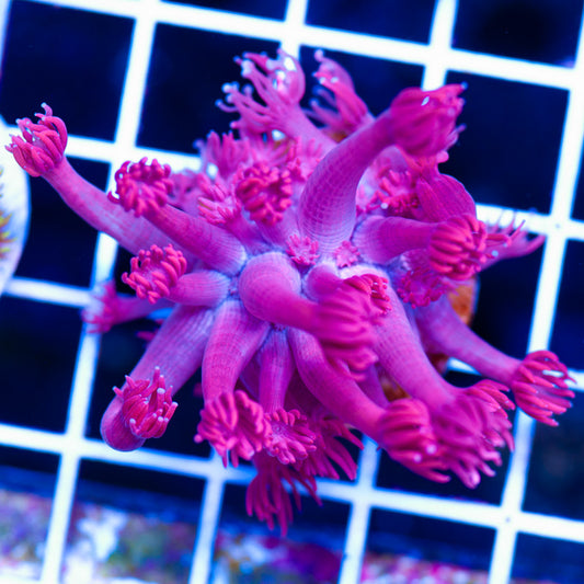 RR Japanese Goniopora